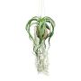 Suspension de tillandsia artificielle GRISPU dans une noix de coco, vert, 65cm