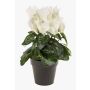 Cyclamen artificiel HEIDI dans un pot décoratif, crème, 25cm, Ø5-8cm