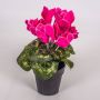 Cyclamen artificiel HEIDI, pot décoratif, fuchsia, 25cm, Ø5-8cm