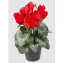 Cyclamen artificiel HEIDI, pot décoratif, rouge, 25cm, Ø5-8cm
