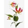 Gloriosa artificielle FUJITA, fuchsia-jaune, 80cm, Ø15cm