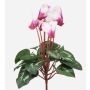 Cyclamen artificiel VERIANA sur tige, blanc-rose, 30 cm