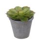Plante décorative Echeveria morani BENCY, cache-pot, vert-rouge, 10cm