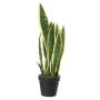 Plante décorative Sansevieria CASTIEL, cache-pot, vert-jaune, 50cm