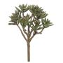 Sedum rubrotinctum décoratif MERLENE, piquet, vert-rouge, 24cm