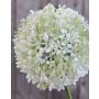 Allium artificiel HELLA, scintillant, crème-vert, 75cm, Ø11cm