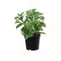 Plante en plastique Menthe TSUKI, vert, 24cm