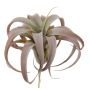 Plante décorative Tillandsia Xerographica KASTIEL, piquet, brun-vert, 23cm