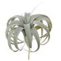Plante décorative Tillandsia Xerographica KASTIEL, piquet, gris-vert, 23cm