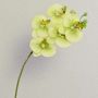 Tige d'orchidée phalaenopsis artificielle EMILIA, crème-vert, 60cm, Ø8cm