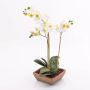 Orchidée en soie MINA, pot en terre cuite, blanc, 55cm, Ø6-8cm