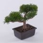 Bonsaï artificiel cèdre ALVARI avec racines, coupe décorative, 20cm