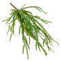 Rhipsalis en chute artificiel HADRIAN, sur piquet, vert, 35cm