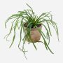 Rhipsalis artificiel HADRIAN, dans son pot en terre cuite, vert, 35cm