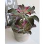 Echeveria artificiel SHAUNA en pot décoratif, vert-violet, 25cm