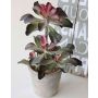 Echeveria artificiel SHAUNA en pot décoratif, vert-violet, 40cm