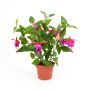 Fuchsia artificiel THAYNARA, avec fleurs fuchsia, 30cm
