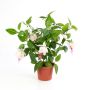 Fuchsia artificiel THAYNARA, avec fleurs rose pastel, 30cm
