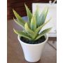 Aloe Vera artificiel ROSALINA, pot de céramique, vert, 21cm