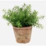Asparagus sprengeri artificiel LUCANO, en pot en terre cuite, 20cm, Ø20cm