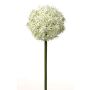Fleur d'allium artificiel SAMARA, blanc-vert, 75cm, Ø12cm