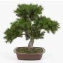 Bonsaï pin synthétique SELENA, en coupe à bonsai, vert, 50cm