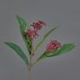 Tige de skimmia artificielle EBONY, avec fleurs, rouge, 35cm