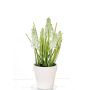 Muscari artificiel ARABELLA, pot décoratif, crème, 25cm, Ø2-3cm