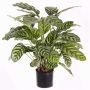 Calathea Makoyana artificiel GODE, vert-jaune, 65cm