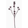 Fausse branche d'eucalyptus BASILIUS avec fruits, brun, 60cm
