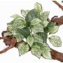 Fittonia artificiel MOLARA sur piquet, vert-blanc, 25cm