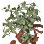 Fittonia artificiel NIKLAUS, piquet, ignifuge, vert-blanc, 30cm