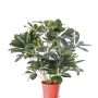 Schefflera synthétique LUKAS en pot décoratif, vert, 55cm
