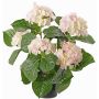 Faux hortensia TEMARI, blanc-rose, 40cm, Ø10-12cm