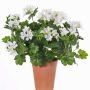 Géranium artificiel BERENIKE sur piquet, crossdoor, blanc, 40cm, Ø5-8cm