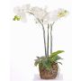 Orchidée Phalaenopsis en soie MARGIT, motte de terre, blanc, 65cm
