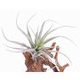 Tillandsia Stricta en plastique ADELE sur piquet, vert-gris, 25cm, Ø20cm