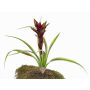 Guzmania artificiel ANELY avec fleurs, sur piquet, rouge, 40cm