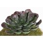 Aeonium artificiel BARBARA sur piquet, rouge-vert, 15cm, Ø25cm