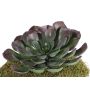 Aeonium artificiel BARBARA sur piquet, rouge-vert, 15cm, Ø25cm