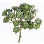 Echeveria artificiel BLAIR sur piquet, vert, 20cm, Ø10cm