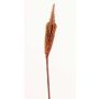 Bulbinella angustifolia artificiel TALUNA, brun-rouge, 65cm, Ø4cm
