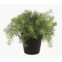 Asparagus sprengeri synthétique YANIS, 15cm