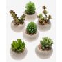 Plantes succulentes artificielles CAMBELA en pot en béton, 6 pièces, multicolore, Ø6,5cm