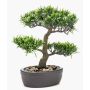Bonsaï podocarpus GOYA en coupe déco, 30cm