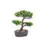 Bonsaï podocarpus GOYA en coupe déco, 30cm