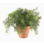Asparagus sprengeri artificiel MONET en pot en terre cuite, 20cm