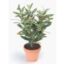 Faux Olivier ALBERTO en pot en terre cuite, fruits, 40cm