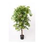 Ficus Benjamina artificiel BARTOLO, vrai tronc, vert, 170cm