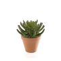 Sedum rupestre artificiel EROS en pot en argile, vert, 18cm